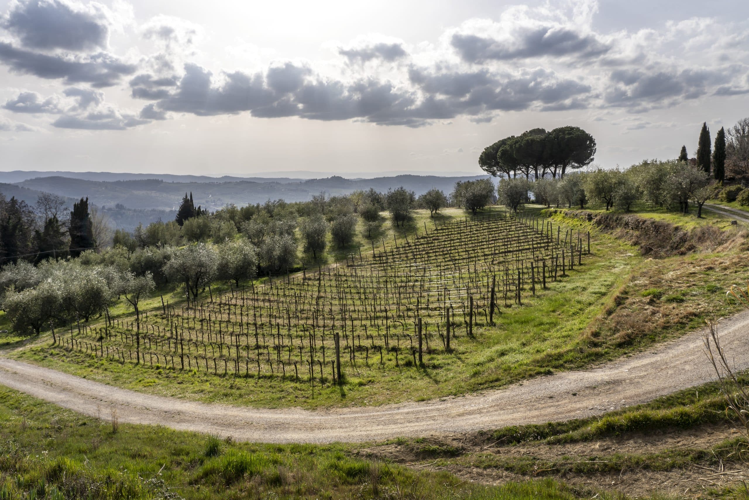 A bowl of vines beneath a stand of cypresses at Lamole