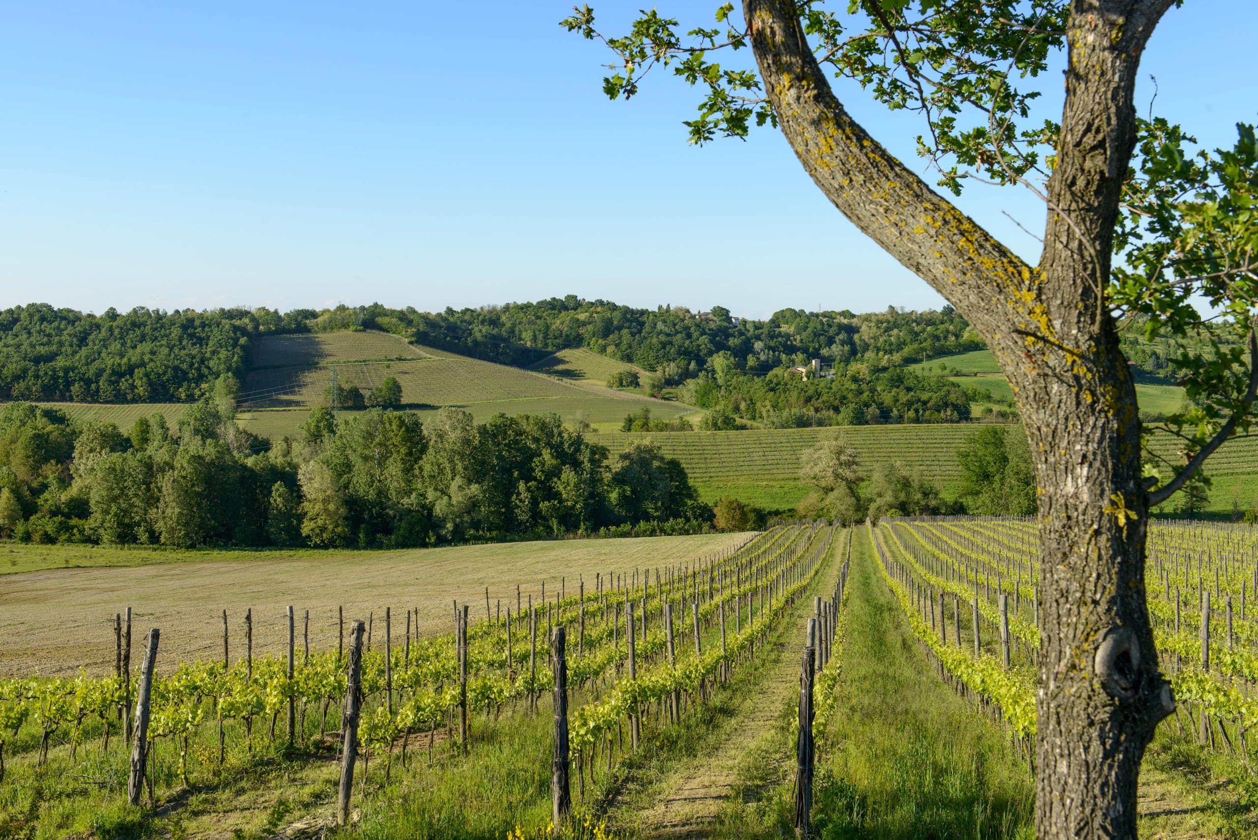 Vines, pasture and woodland at La Raia